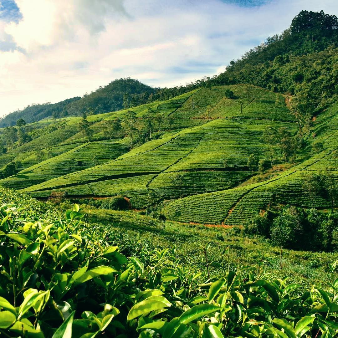 From Nuwara Eliya